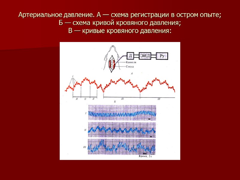 Артериальное давление. А — схема регистрации в остром опыте;  Б — схема кривой